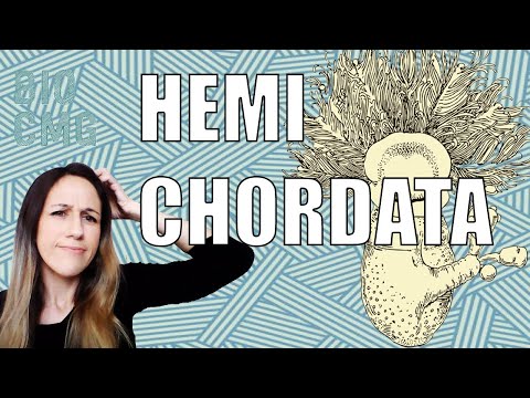 Vídeo: Quantos hemicordados existem?