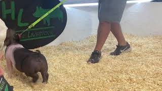 50-5 Crossbred Gilt