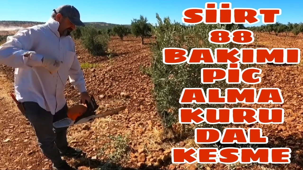 Siirt 88 aşı bakımı... zeytin pici alma...zeytin kuru dalini kesme işlemleri...