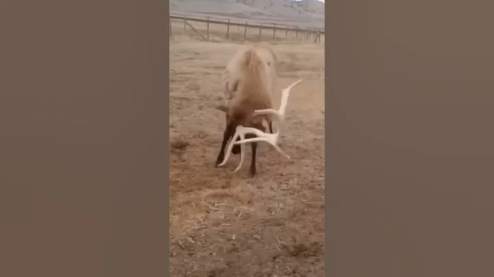 Caught on camera! HUGE bull elk sheds antler #hunting #shorts