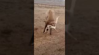 Caught on camera! HUGE bull elk sheds antler #hunting #shorts