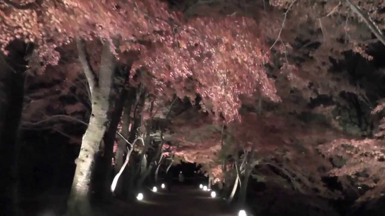 大覚寺の紅葉18の見ごろ時期 ライトアップや穴場情報まとめ Style Knowledge