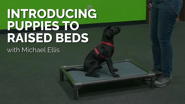 Introducing Puppies to Raised Beds with Michael El...