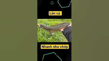 Đóng cá nhanh như chớp|câu cá lóc.! #caucaloc #cauca #fishing #caulure #caucagiaitri #moclure