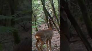 Corzo marcando Territorio | #animales #fauna #galicia #naturaleza #wildlife #corzo #panasonic