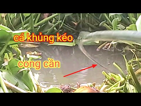 Video móc lỗ đụng ổ cá trê khủng run tay kéo cần câu công... - youtube