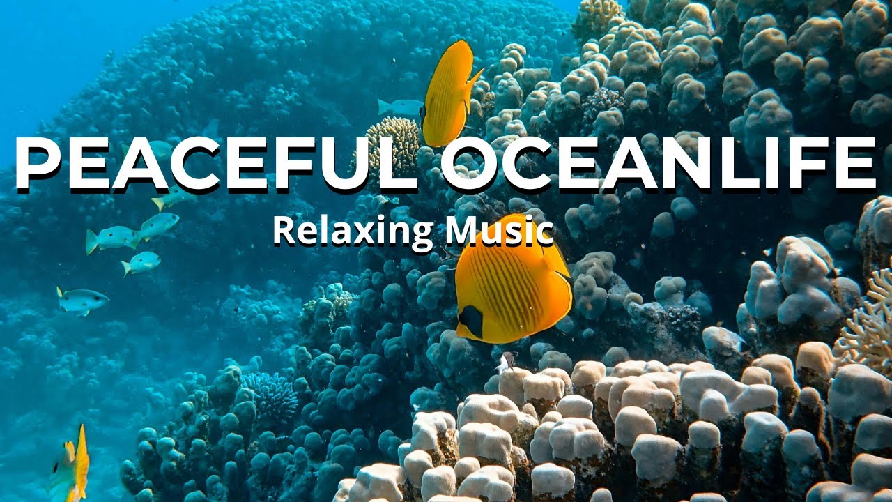 Peaceful Ocean Ambience — Calming Nature Sounds for Sleep, Study & Relaxation 