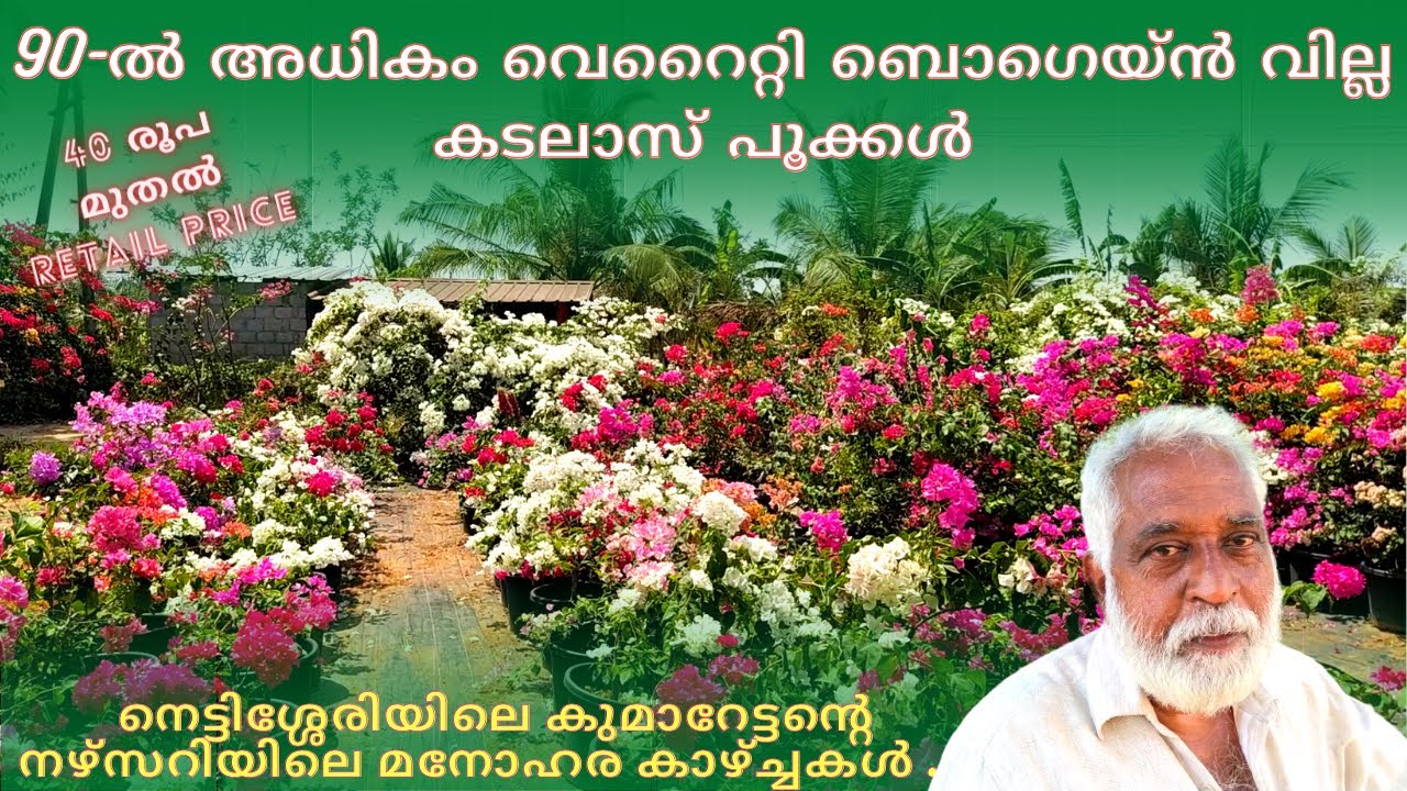 90-ൽ അധികം വെറൈറ്റി ബൊഗെയ്ൻ വില്ല കടലാസ് പൂക്കൾ Bougainvillea Nursery Mannuthy Malayalam