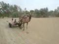 Saraiki song and life.3GP