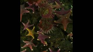 Species of Sea star thriving on algae covered Sea floor