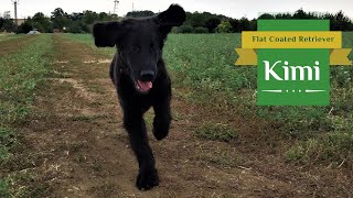 Kimi - Flat Coated Retriever, Our First Walk into the Wilderness - Summer of 2018 by Tomas Kypena 2,927 views 1 year ago 1 minute, 1 second