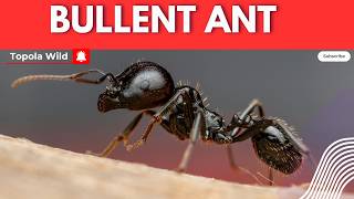 BULLET ANT 