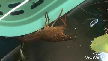 Cận Cảnh Tôm Hùm Đất Lột Xác