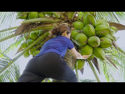 Harvesting Coconut Trees With Many Big Fruits Go To Market Sell | Phương - Harvesting