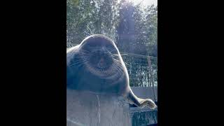 Charming Precious Seal Filmed Up-Close While Getting Cozy