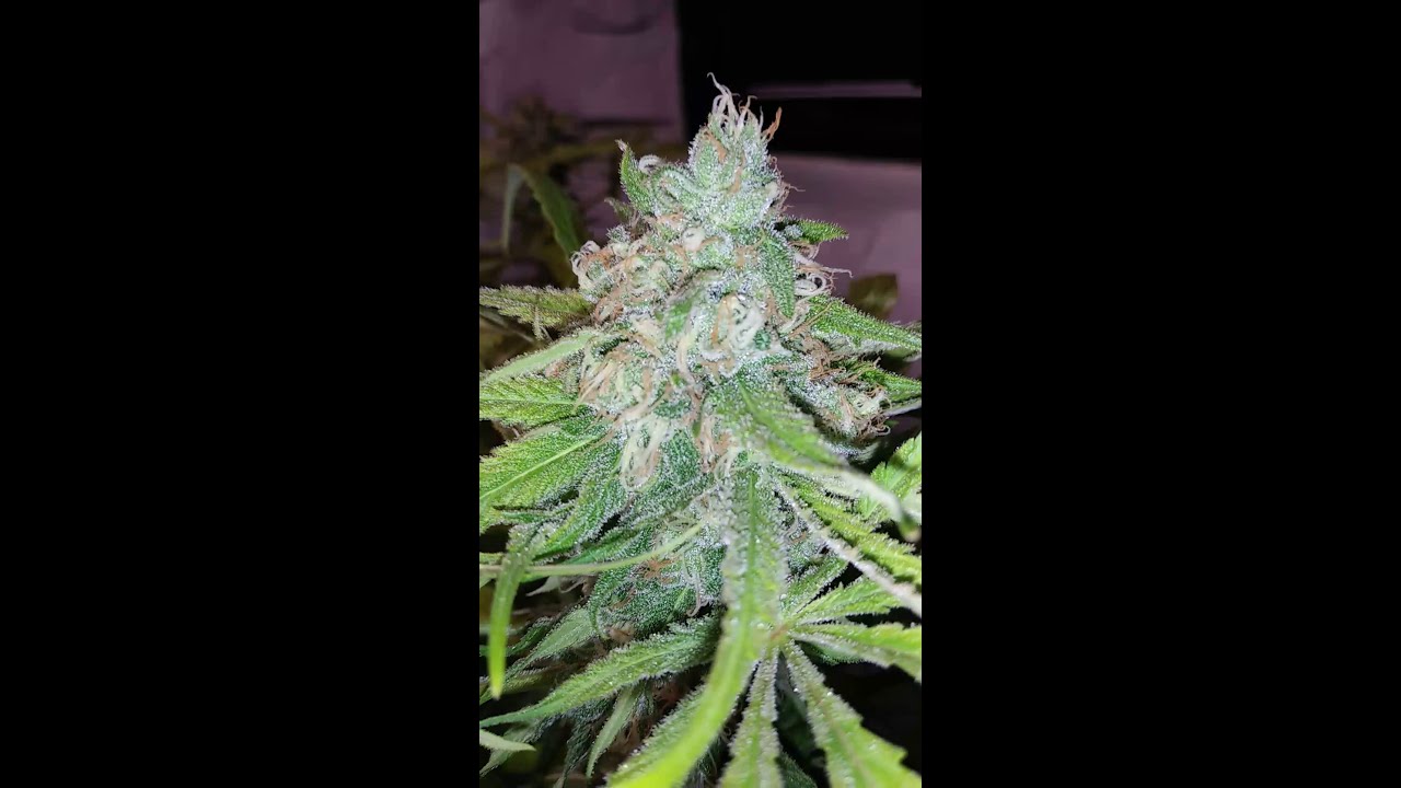 Blimburn Seeds GDP Day 46 Flower