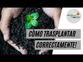 5 tips para un transplante exitoso. Nunca más vas a perder una planta al transplantarla!