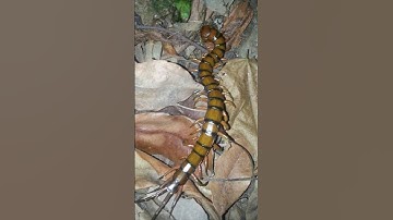 Before & After Animals Growing Up. ohhh !!!! #viral #animals #shorts