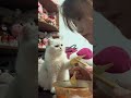 Eating in Front of Your Cat Without Sharing 😹🐱 #cats #entertaininganimals