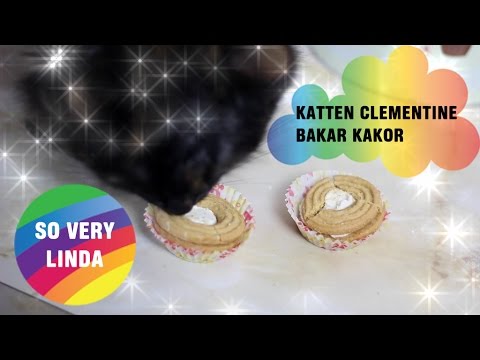 Video: Den Enorma Katten Har Vuxit Till Storleken På Ett Barn - Alternativ Vy