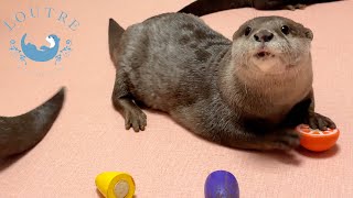 Otters Bring Toys To Their Human Mama.