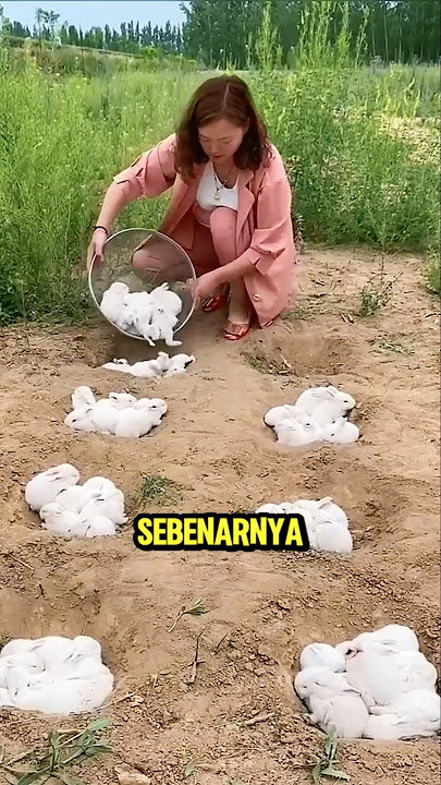 Bagaimana Cina menggunakan Kelinci untuk mengubah Gurun menjadi Hijau❗🤔 #shorts #shortvideo