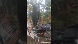 Monkey Engineering ?? funny animal dubbing ?? shorts youtube mamarbani funny