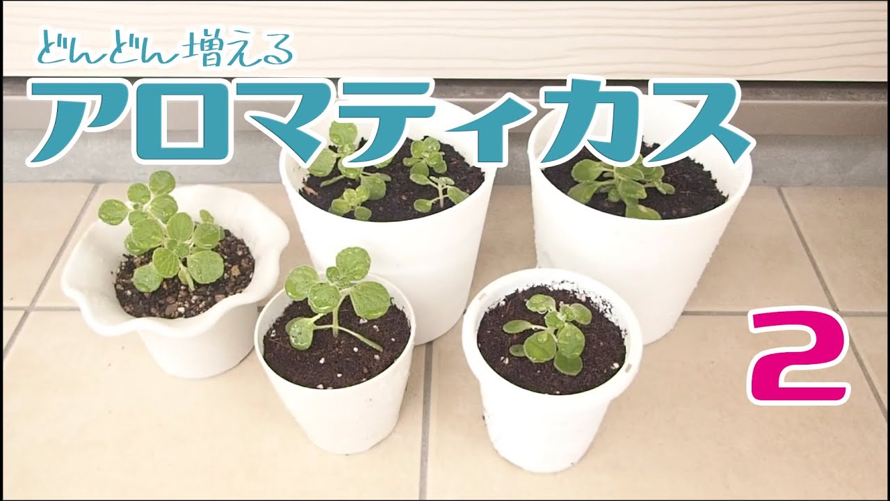 どんどん増える アロマティカス 増やし方その後 Youtube