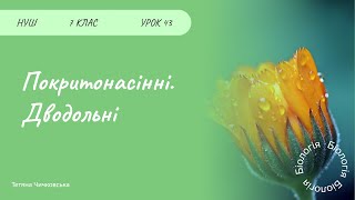 картинка: Покритонасінні. Дводольні