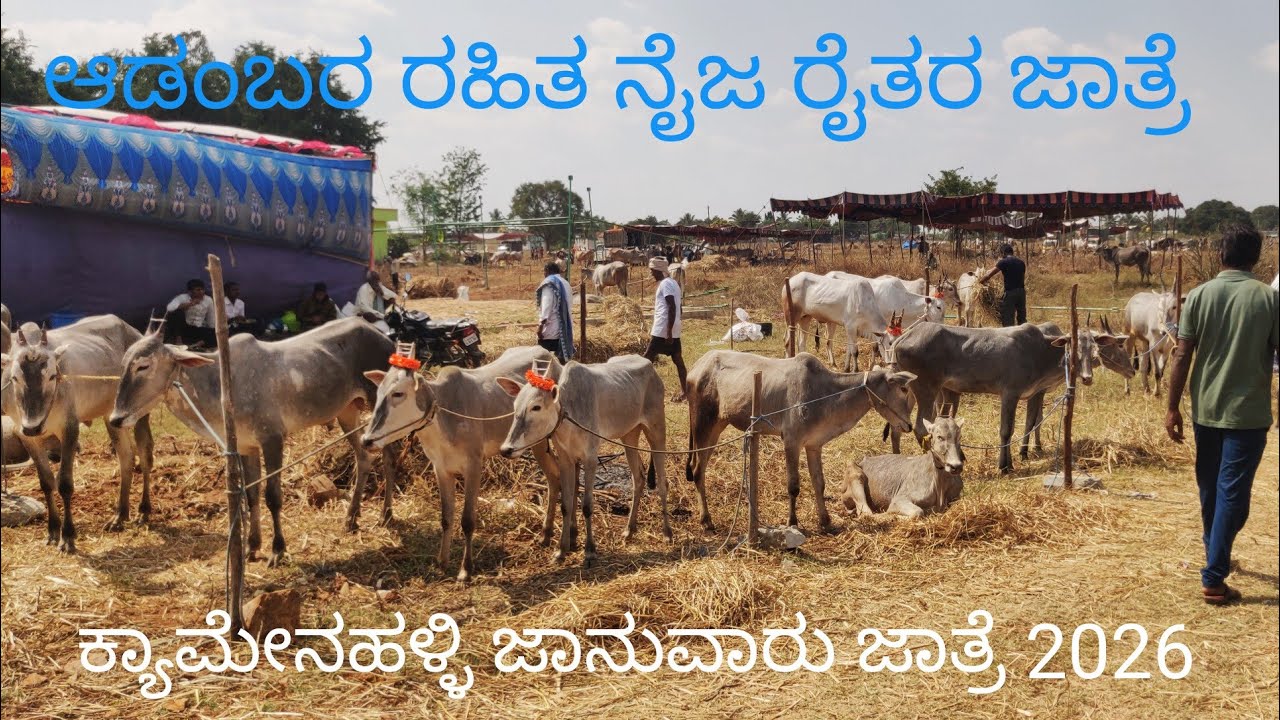 ಕ್ಯಾಮೇನಹಳ್ಳಿ ದನಗಳ ಜಾತ್ರೆ 2026 - ಆಡಂಬರವಿಲ್ಲದ ರೈತರ ಜಾತ್ರೆ