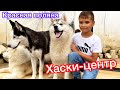 Красная поляна || Хаски-центр