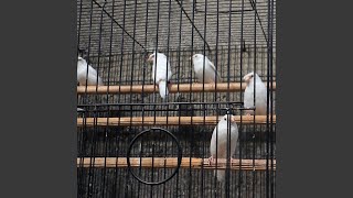 Download Lagu Suara Burung Emprit Impor Seru Download Lagu Suara Burung Emprit Impor Seru