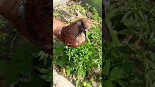 Safdar kabutar #pigeon #trending