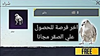 واخيرا عوده حدث الصقر ? سارع للحصول على الصقر مجانا لجميع اللاعبين?? بطاقات شخصية مجانا PUPG MOBILE