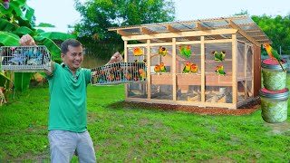 Amazing AFRICAN LOVEBIRD Farming Technique -Building Low-cost African cage, DIY Farm-made probiotics