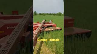 Cutting Triticale #farming #triticale #farming #tractor #covercrops #johndeere #discbine #farmlife