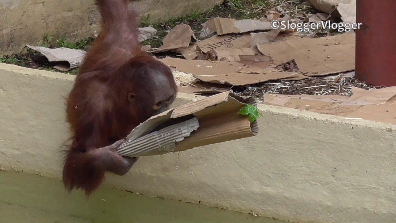 Clever orangutan  Goes Fishing  For A Leaf YouTube