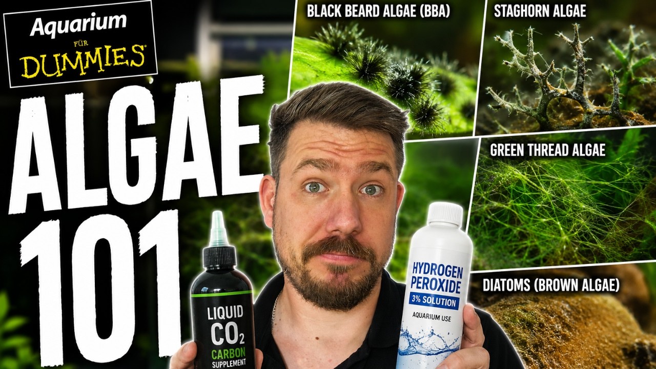 Aquarium Algae Explained: Types, Causes & How To Beat It  (Aquariums for Dummies Ep. 7)