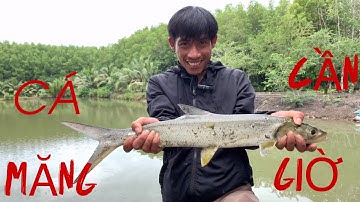 Tập 4. Những Chuyến T.Nghiệm, Câu Cá Rừng Ngập Mặn Cần Giờ ( Câu Đầm Lên Cá Măng )