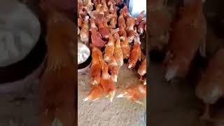 Lohman Brown 03344915073 03324199269