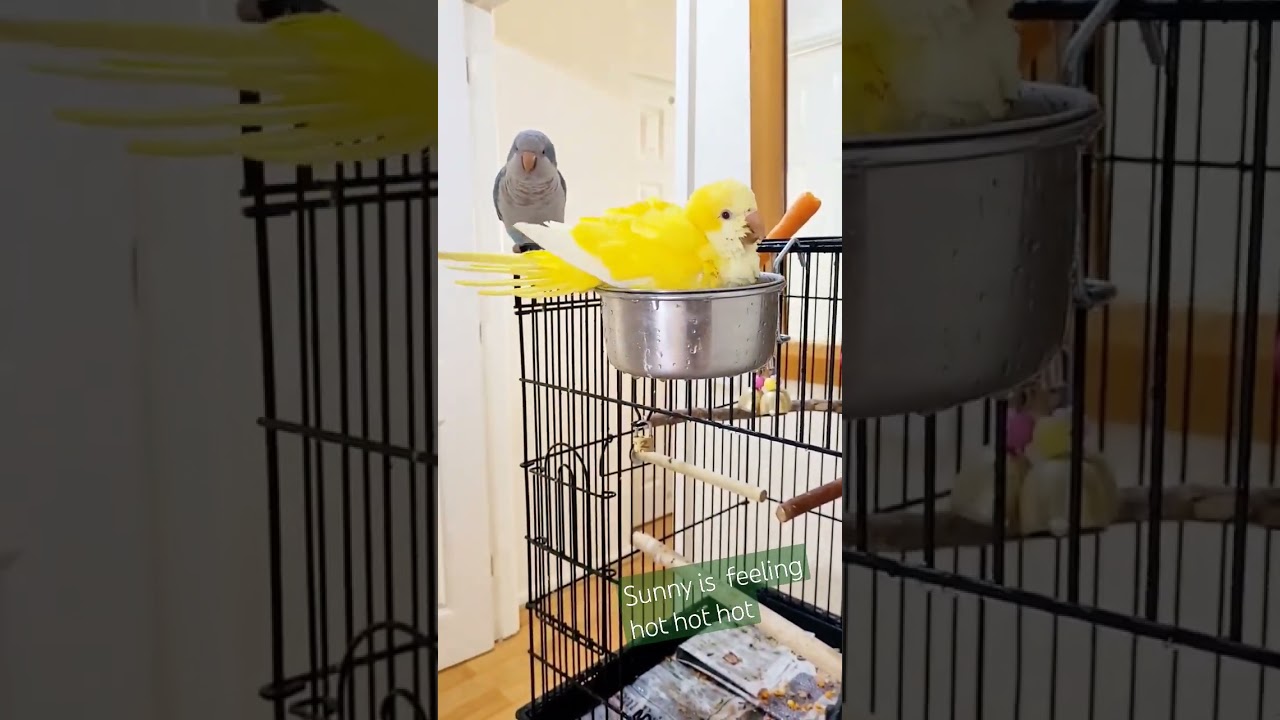 Yellow Quaker Parrot Taking bath | 