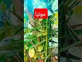 موتیا کا پودا 🌿 #garden #motiaplant
