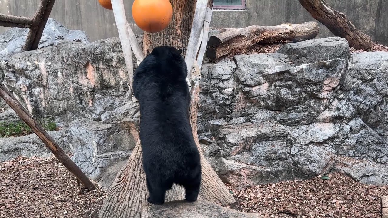 ひょいとハンモックに飛び乗るクーちゃん【‎2025年12月19日‎】【上野