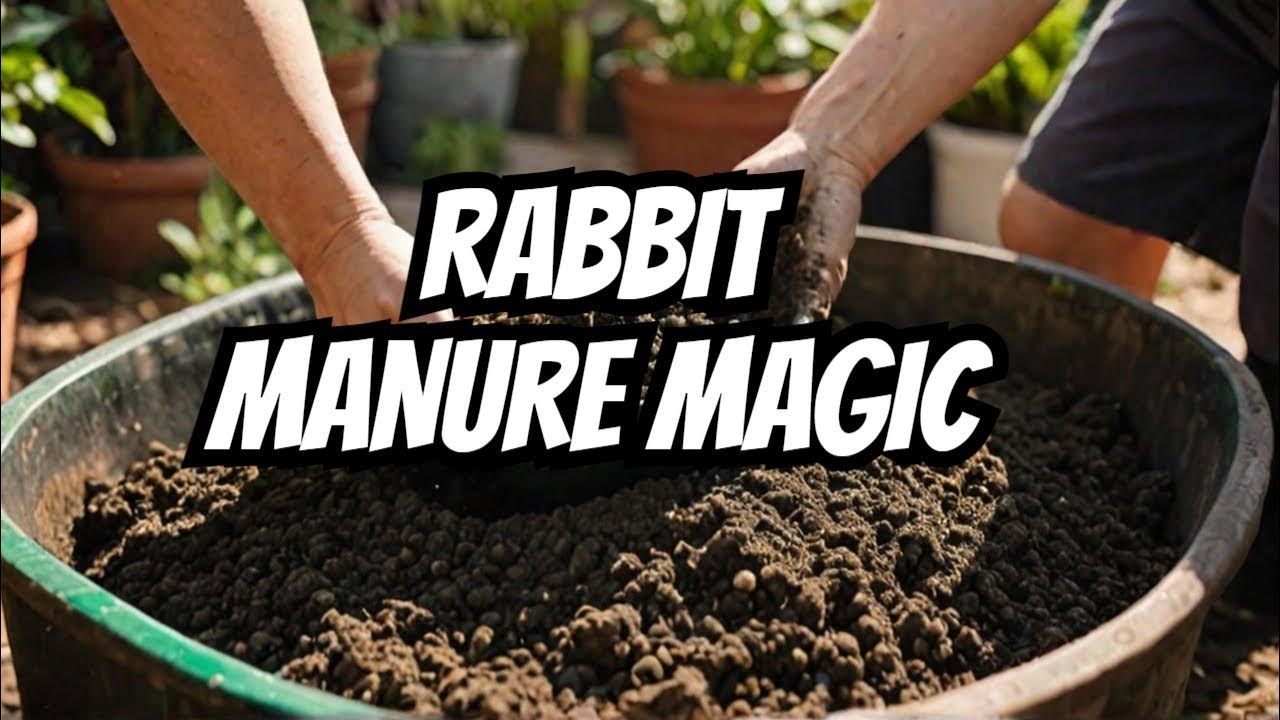 how to do Rabbit Manure Tea for plant treatment. YouTube