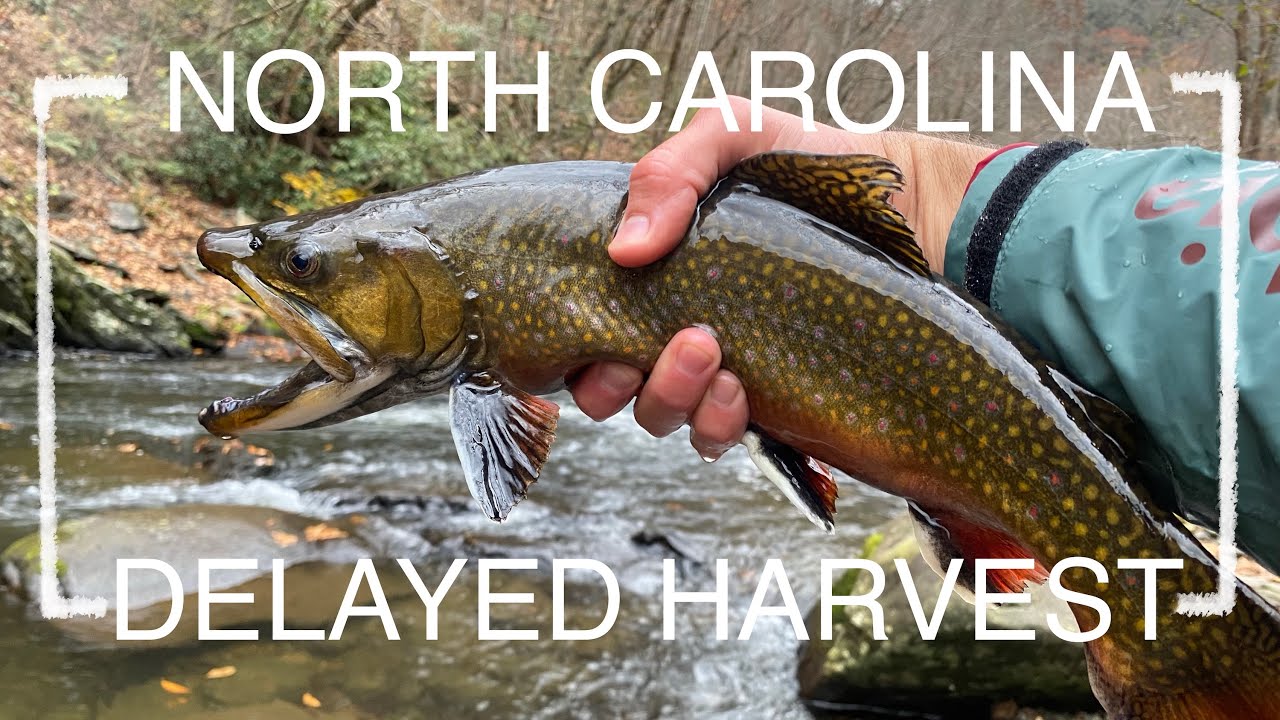 FLY FISHING The DELAYED HARVEST In North Carolina YouTube fly-fishing-the-delayed-harvest-in-north-carolina-youtube