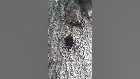 Termites In Trees