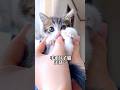 手乗りサイズの子猫「ぽんぽこお腹」が可愛すぎてたまらない…【預かり保護猫】