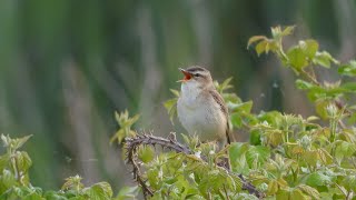 Goldcliff Birding #225 - Curlew Sandpiper, Garganey 4K
