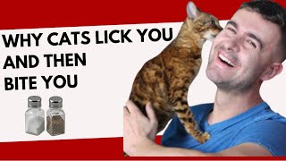 WHY CATS LICK YOU AND THEN BITE YOU! #catviralvideos #dothis #catbelly by Cat Supplies 529 views 4 days ago 5 minutes, 36 seconds