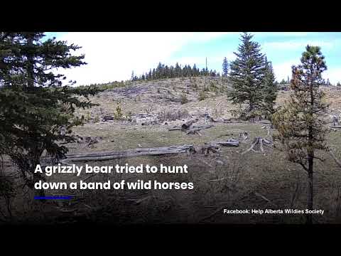 WATCH: Wild horses